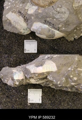 Discoscaphites conradi