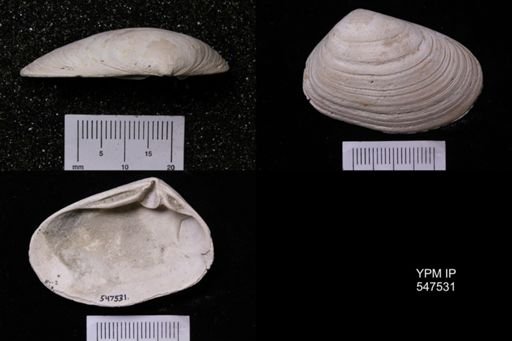 Ceronia arctata