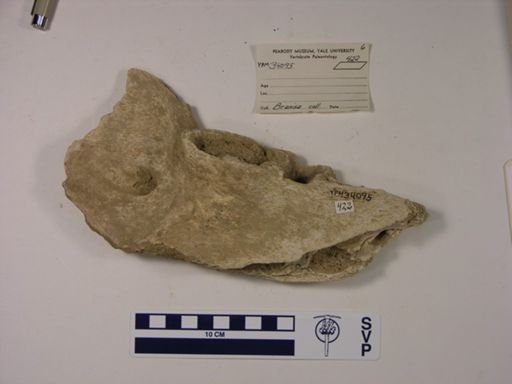 Mylodontidae