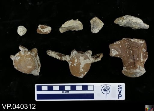 Clidastes sp.