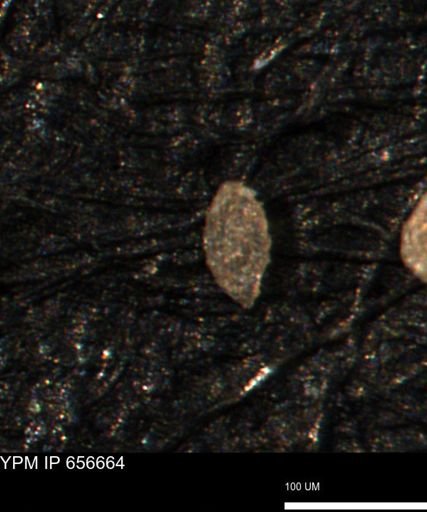 Spirolocammina planula