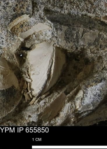 Limopsis sp.