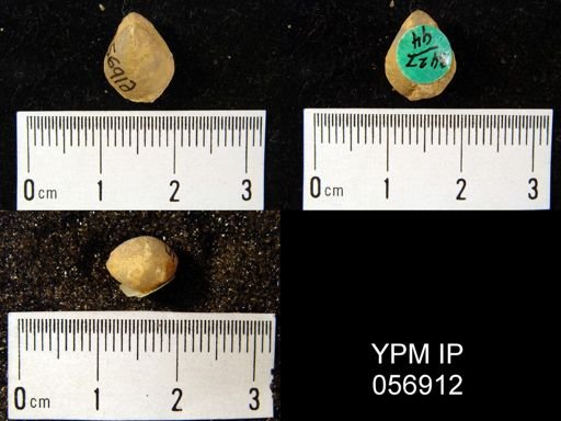 Meristella laevis