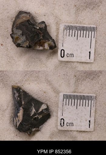 Baculites sp.