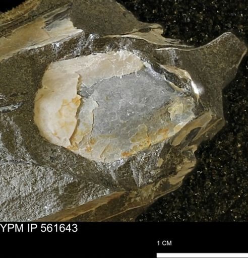 undet. Bakevelliidae
