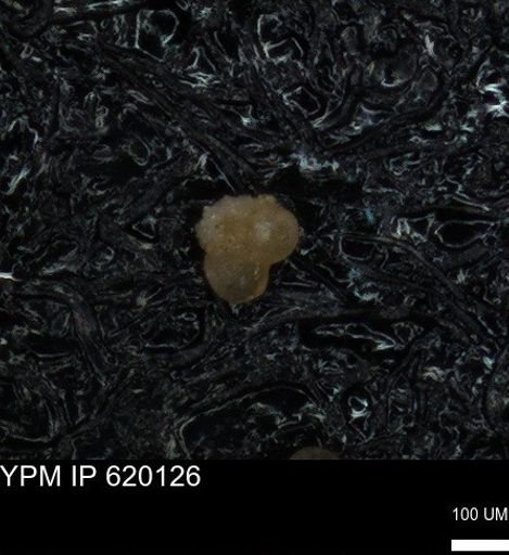 undet. Foraminiferida