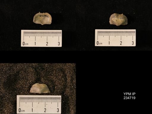 Marginifera splendens