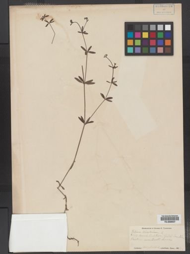 Galium tinctorium