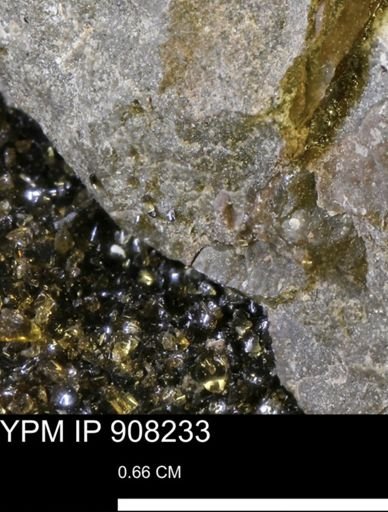 undet. Mollusca