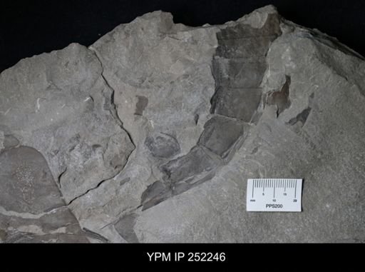 undet. Eurypterida