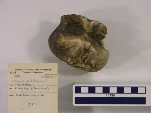 Mammut americanum