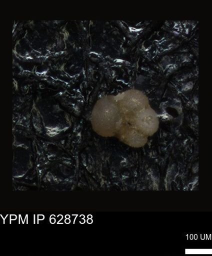 undet. Foraminiferida