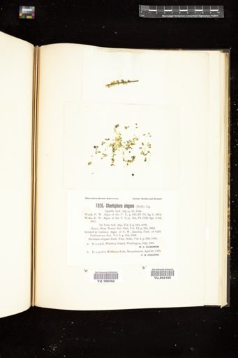 Chaetophora elegans