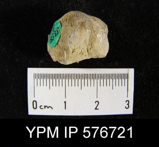 Atrypa sp.