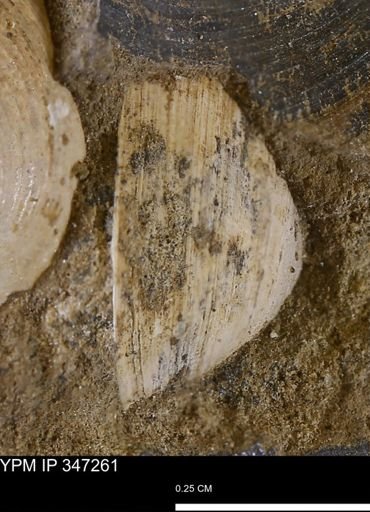 undet. Bivalvia