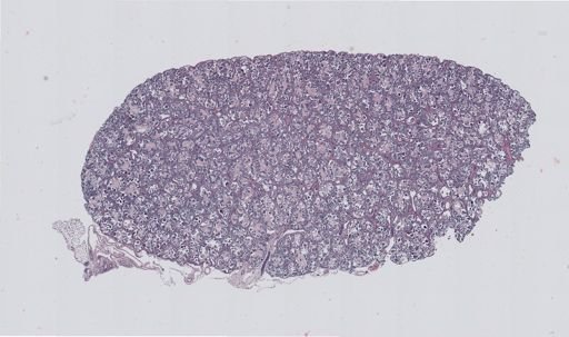 Rana clamitans