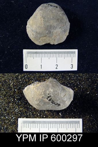 Linoproductus sp.