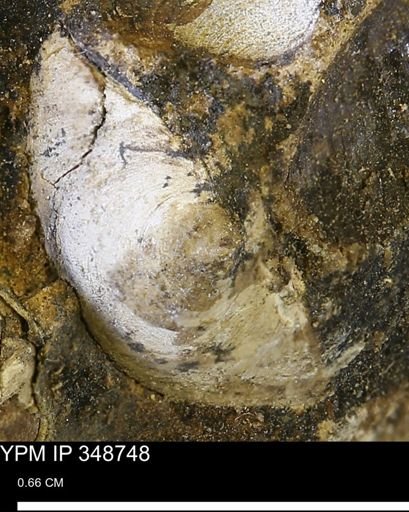 undet. Bivalvia