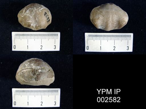 Terebratula bijiugata