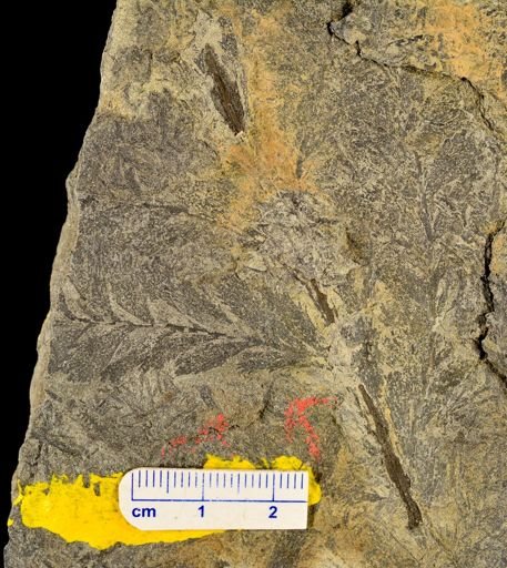 Archaeopteris