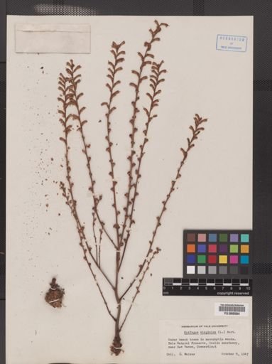 Epifagus virginiana