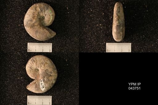 Hoploscaphites nicolletii
