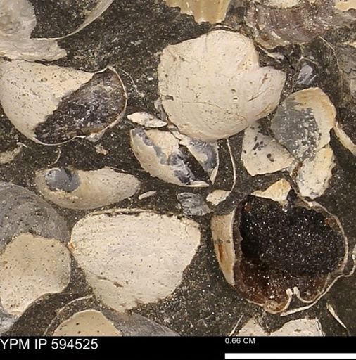 Protocardia sp.