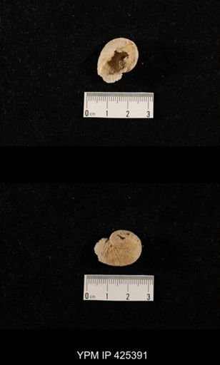 undet. Gastropoda
