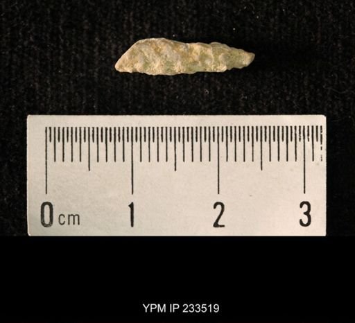 Archaeocidaris sp.