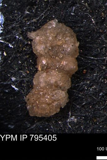 Ammobaculites euides