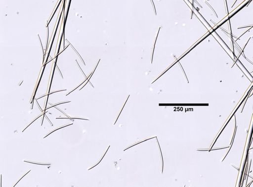 Polymastia boletiformis