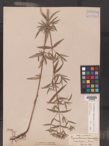 Pycnanthemum virginianum