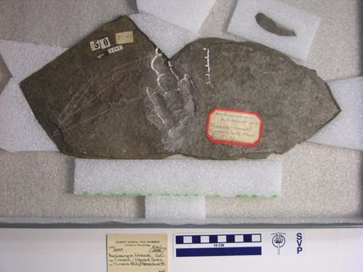Anchisauripus hitchcocki