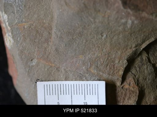 undet. Arthropoda