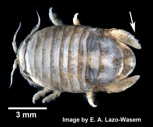 Sphaeroma quadridentatum
