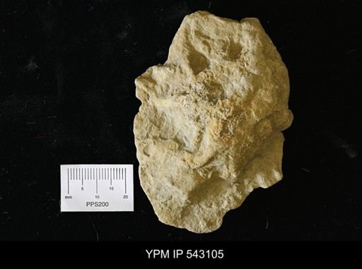 Asteriacites sp.