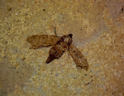 undet. Hemiptera