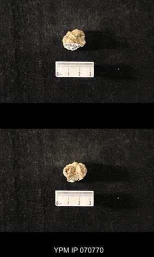 Favosites sp.