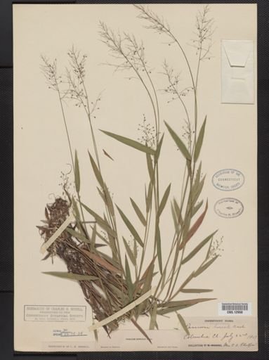 Panicum boreale