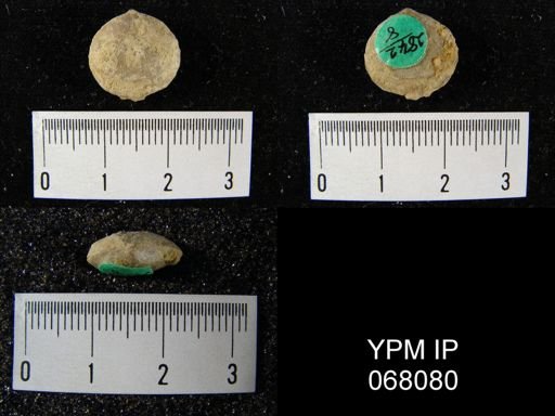 Rhipidomella oblata