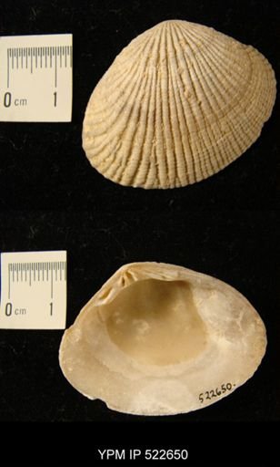 undet. Veneroida