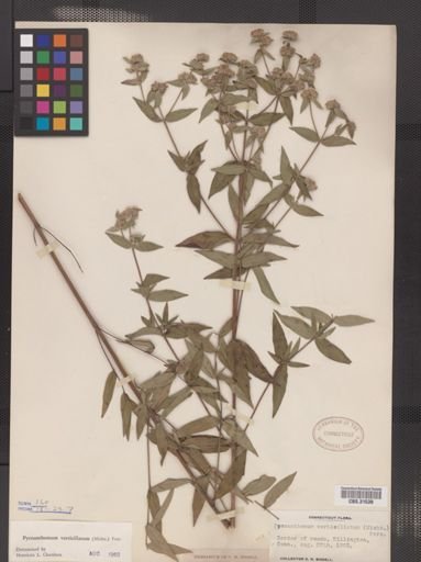 Pycnanthemum verticillatum