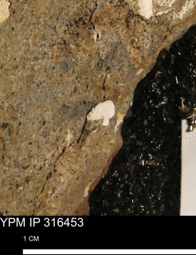 undet. Mollusca