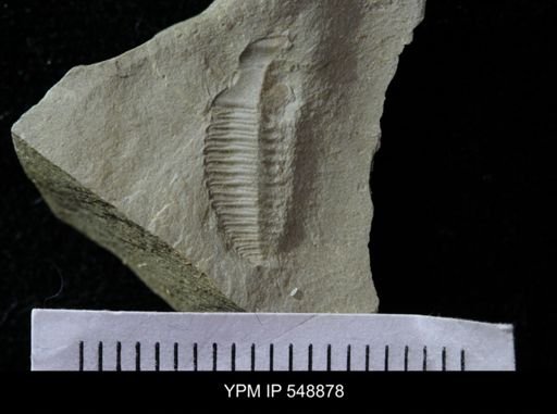 Amecephalus?