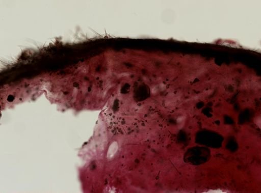 Ircinia