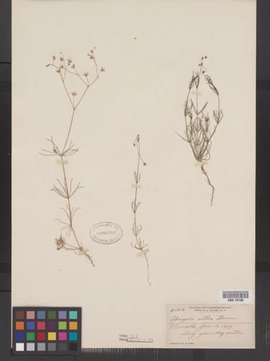 Spergula arvensis sativa