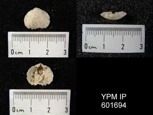 Doleroides sp.