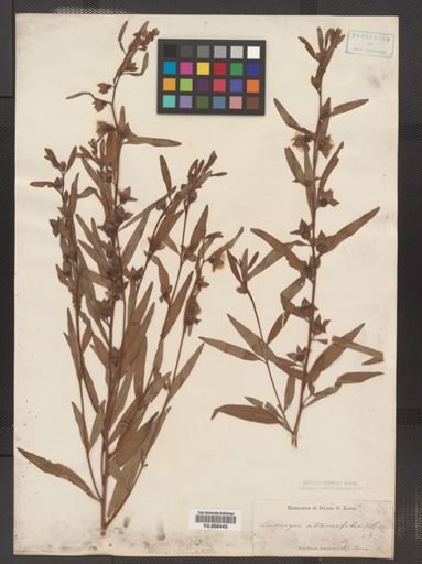 Ludwigia alternifolia