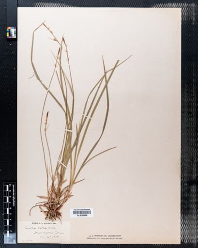 Carex varia