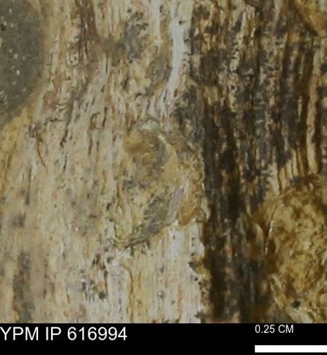 Teredo sp.